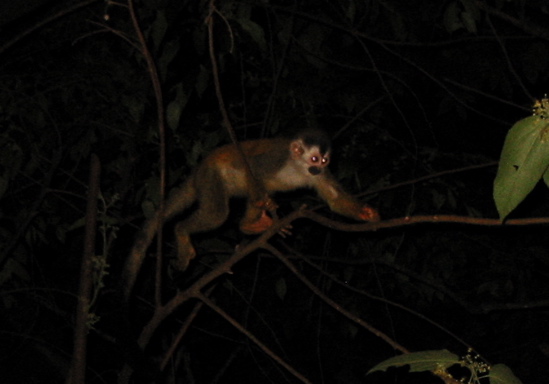 night monkey
